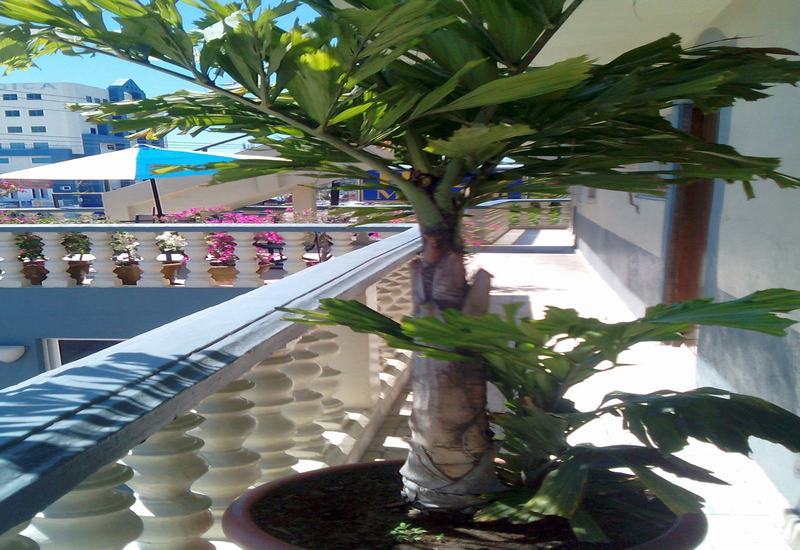 Hotel Mazatlán Exteriör bild
